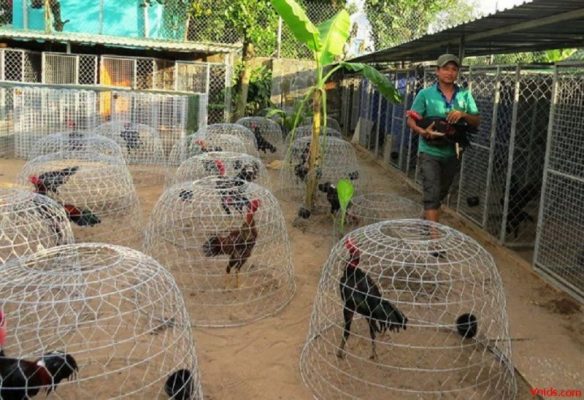 Khám phá top 10 trại gà đá lớn và uy tín tại Việt Nam 3 10 trai ga da lon 1