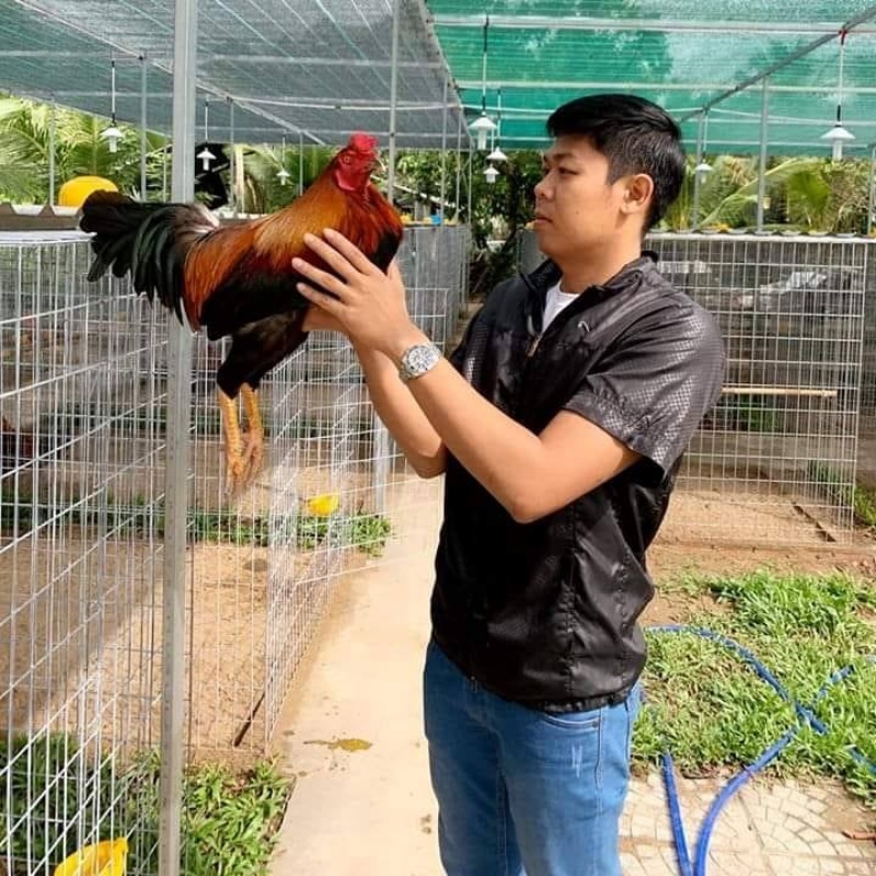 Kinh nghiệm kinh doanh mô hình nuôi gà đá 1 10 trai ga da lon 2