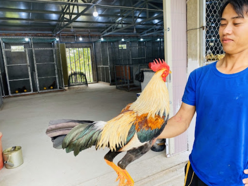 Cách nuôi gà đá bo lớn mà sư kê không nên bỏ qua 10 10 trai ga da lon 3