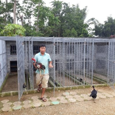 Kinh nghiệm kinh doanh mô hình nuôi gà đá 6 10 trai ga da lon 5