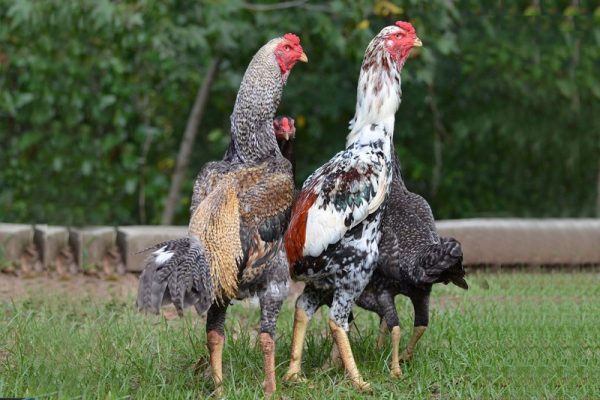 35 hinh ga da oai phong 2