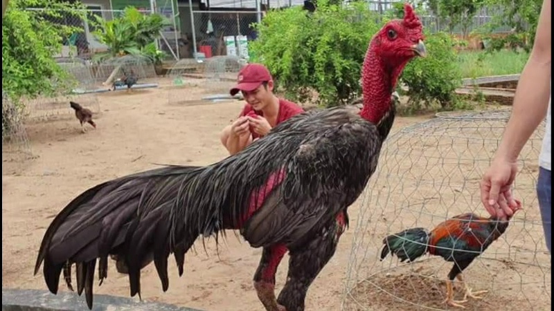 35 hinh ga da oai phong 36