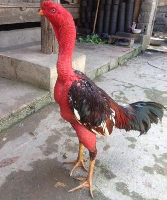 35 hinh ga da oai phong 38