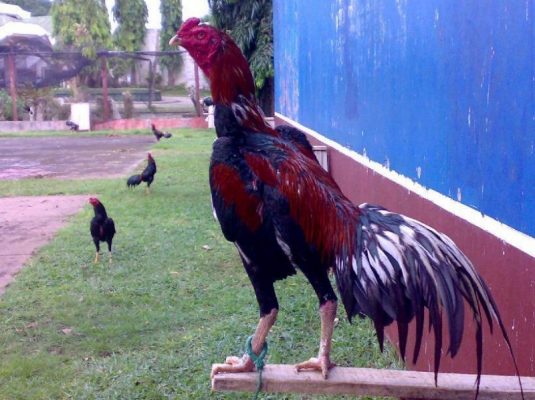 Kinh nghiệm đá gà nòi cựa sắt bách chiến bách thắng 5 cach tia long ga da 2