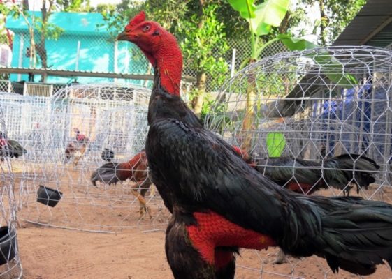 Chăm sóc gà hợp lý cũng giúp cơ bắp chúng khoẻ hơn Chăm sóc gà hợp lý cũng giúp cơ bắp chúng khoẻ hơn