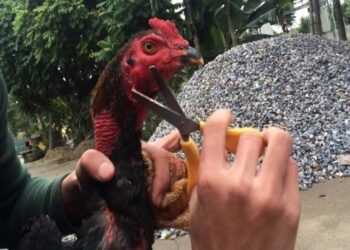 cach tia long ga da anh dai dien