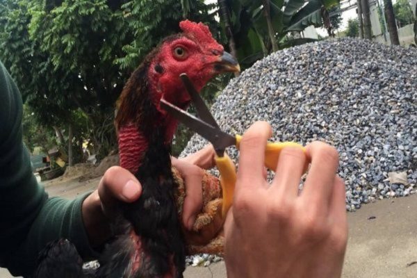 Những cách tỉa lông gà đá giúp gà nhanh nhẹn hơn 2 cach tia long ga da anh dai dien