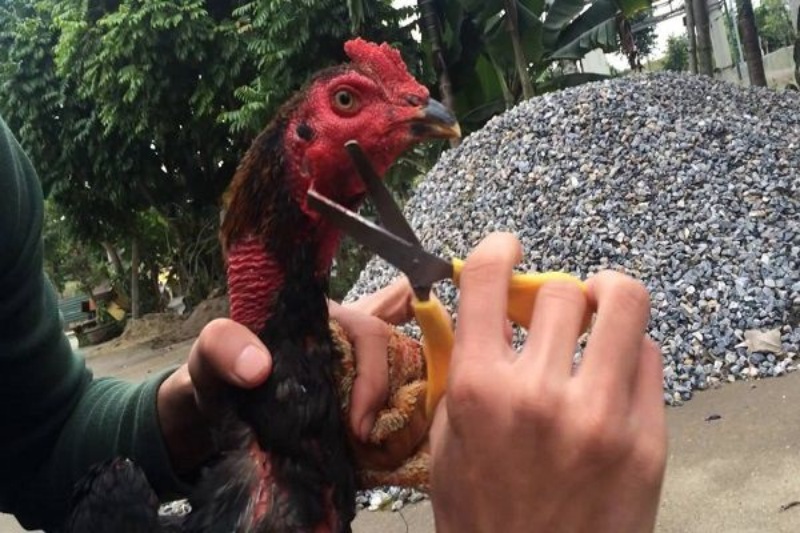 Những cách tỉa lông gà đá giúp gà nhanh nhẹn hơn 1 cach tia long ga da anh dai dien