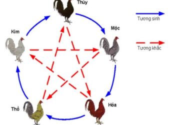 Khám phá cách xem màu mạng gà đá theo ngày 16 cach xem mau mang ga da theo ngay 3