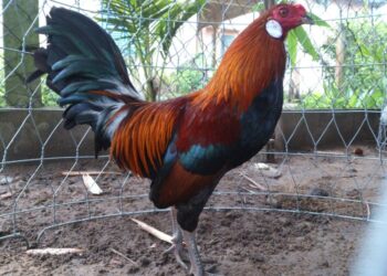 cach xem mau mang ga da theo ngay 4