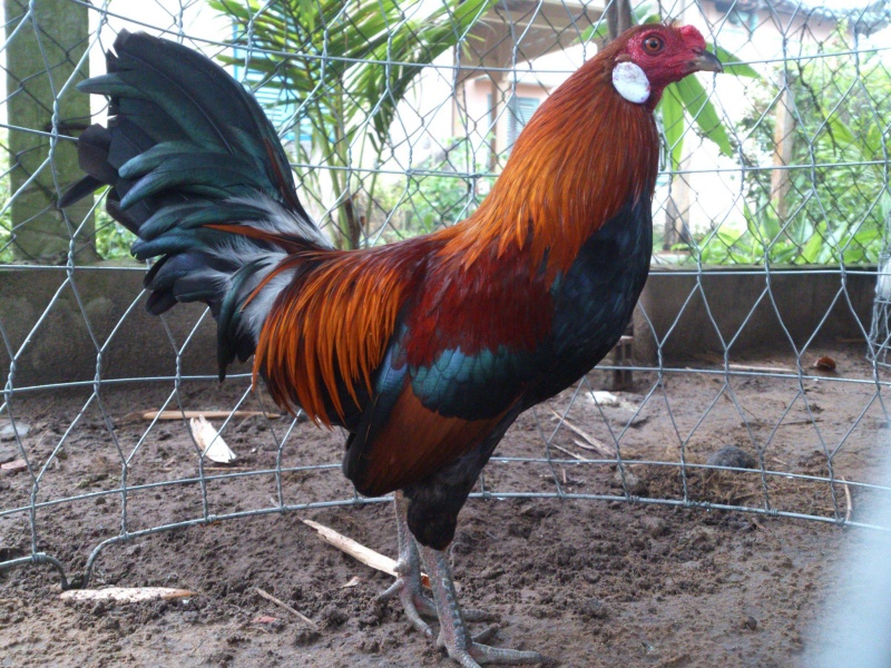 Cách xem màu mạng gà đá theo ngày Cách xem màu mạng gà đá theo ngày