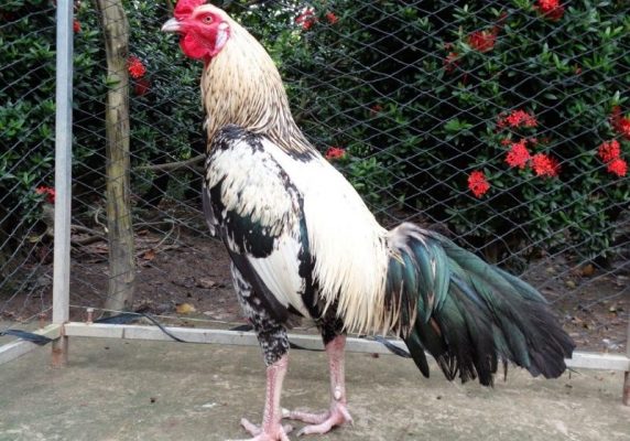 Kinh nghiệm đá gà nòi cựa sắt bách chiến bách thắng 6 cach xem mau mang ga da theo ngay anh dai dien 800x559 1