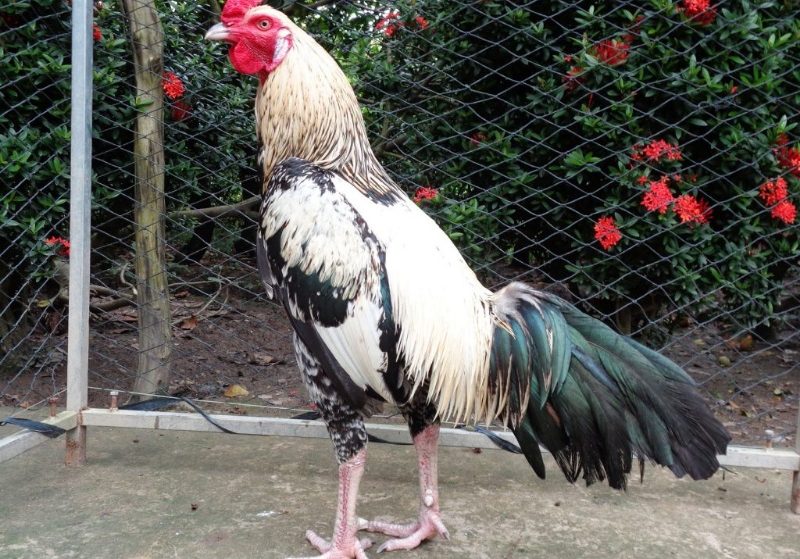Những loại thức ăn cho gà đá tăng xung, hưng phấn