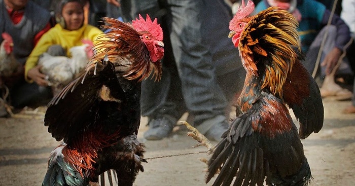 Sử dụng thuốc đúng cách sẽ không làm hư gà mà lại mang lại kết quả rất tốt trong suốt quá trình thi đấu và luyện tập Sử dụng thuốc đúng cách sẽ không làm hư gà mà lại mang lại kết quả rất tốt trong suốt quá trình thi đấu và luyện tập