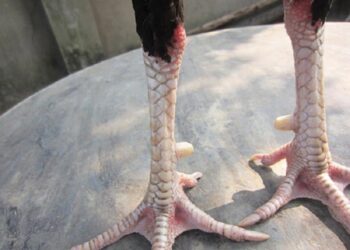 cach xem vay ga da 1