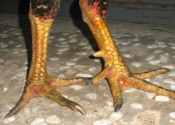 cach xem vay ga da 3