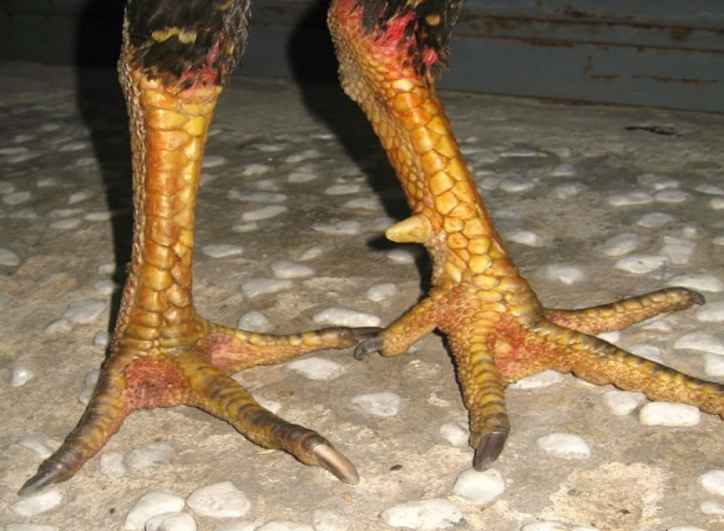 Bật mí về cách xem vảy gà đá chuẩn nhất Blogs Đá gà 20 cach xem vay ga da 3