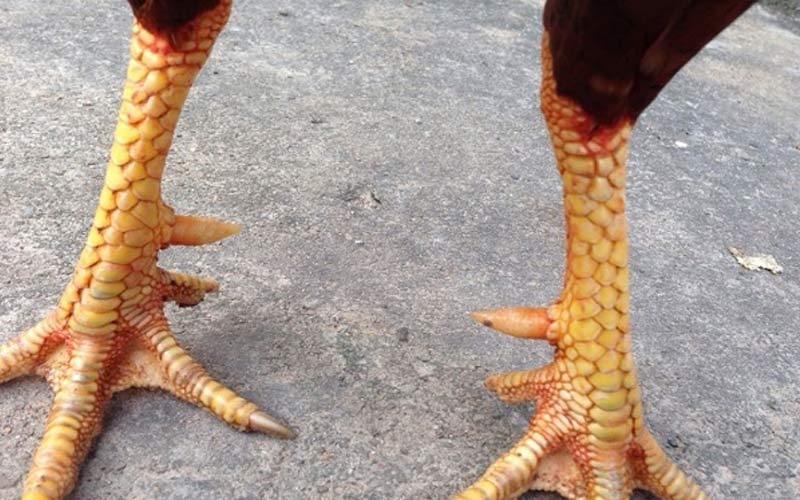 Khám phá một số cách xem chân gà đá chuẩn nhất Khám phá một số cách xem chân gà đá chuẩn nhất