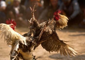 Đá gà Mỹ cựa dao là gì? Kinh nghiệm bắt kèo gà chọi hiệu quả 14 da ga khmer 2