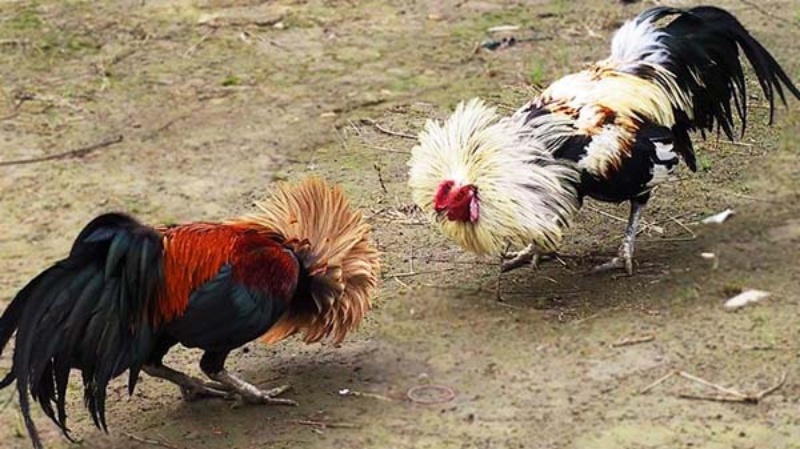 Những thông tin chung về loại hình đá gà tre 1 da ga khmer 4