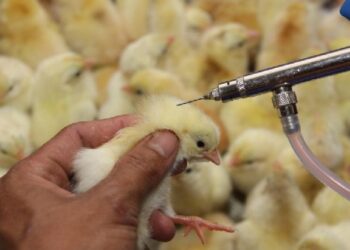 lich tiem vacxin cho ga da 2