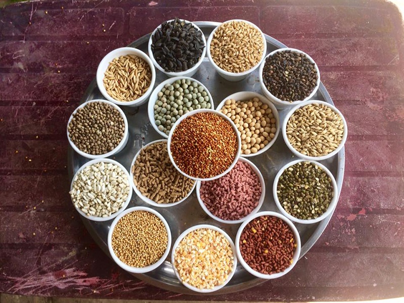 Công thức trộn ngũ cốc cho gà đá gồm những gì? 1 ngu coc cho ga da 1