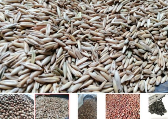 Công thức trộn ngũ cốc cho gà đá gồm những gì? 6 ngu coc cho ga da 3