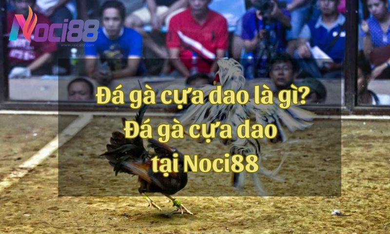 Đá gà cựa dao là gì? Đá gà cựa dao trực tiếp tại sảnh chơi Noci88