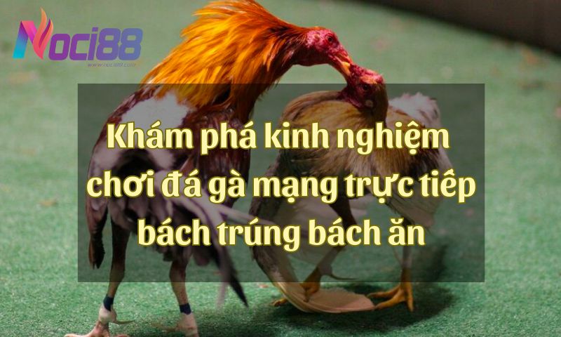 Khám phá kinh nghiệm chơi đá gà mạng trực tiếp bách trúng bách ăn 2 Khám phá kinh nghiệm chơi đá gà mạng trực tiếp bách trúng bách ăn