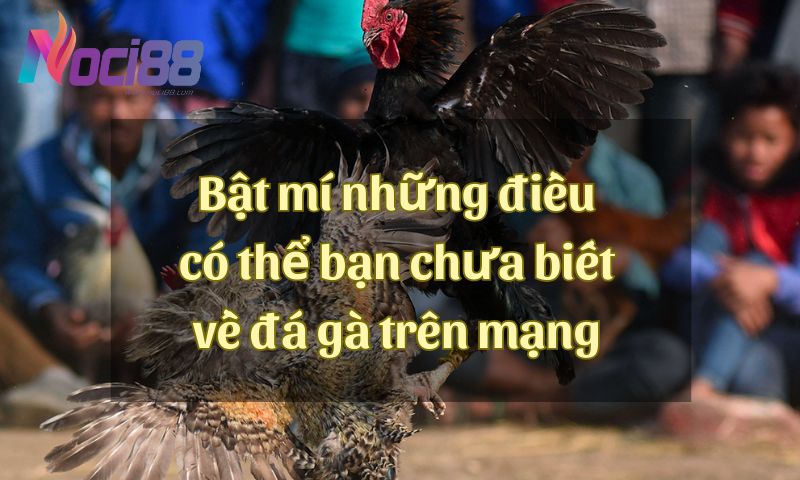 Bật mí những điều có thể bạn chưa biết về đá gà trên mạng 