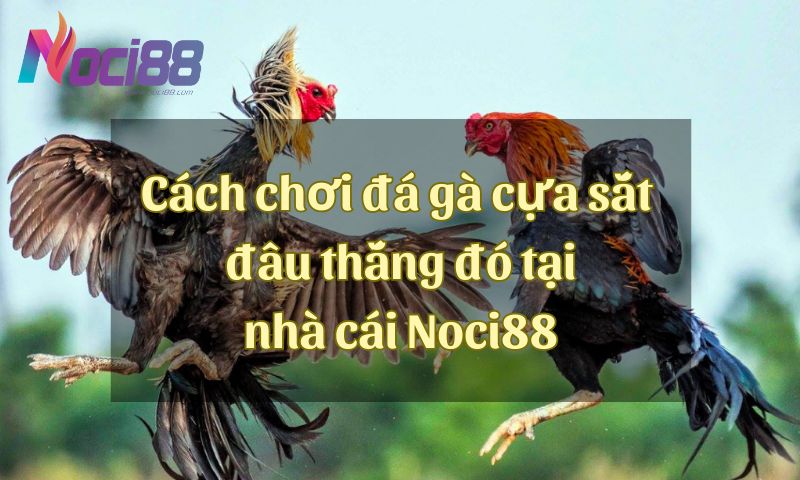 Cách chơi đá gà cựa sắt hôm nay đặt đâu thắng đó tại nhà cái Noci88