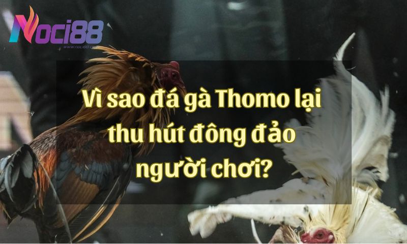Lý do nào khiến đá gà Thomo lại thu hút đông đảo người chơi?
