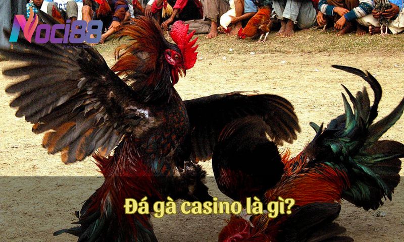 Khái niệm về đá gà casino là gì?