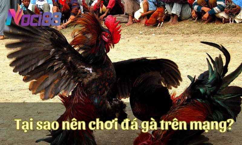 Lý do nào khiến bạn nên lựa chọn đá gà trên mạng hôm nay?
