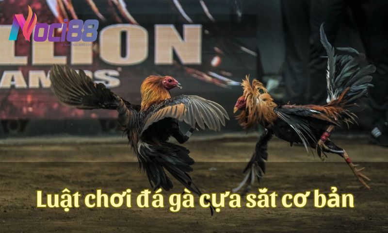 Luật chơi đá gà cựa sắt cơ bản mà bạn cần biết