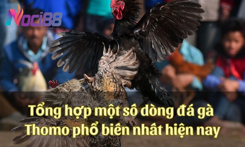 Tổng hợp một số dòng đá gà Thomo mới nhất và phổ biến nhất hiện nay