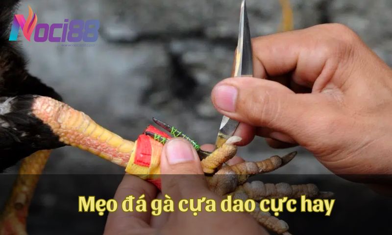 Mẹo đá gà cựa dao cực hay mà cược thủ chuyên nghiệp không muốn cho bạn biết