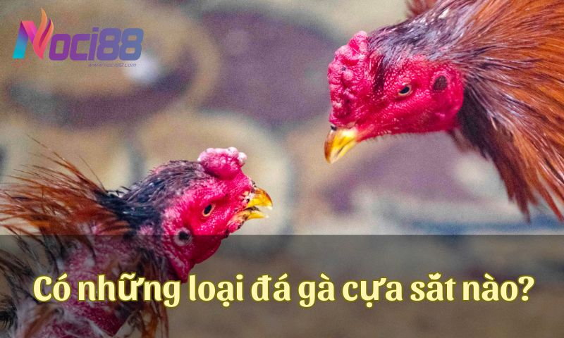 Có những loại đá gà cựa sắt nào trên mạng hiện nay?