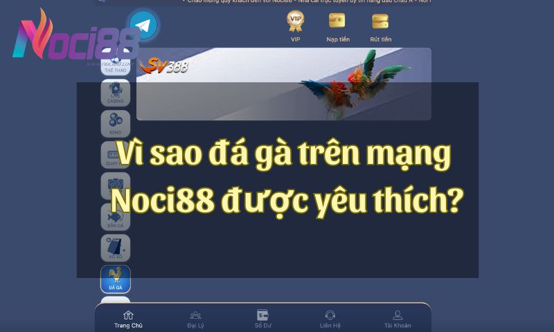 Lý do nào khiến đá gà trên mạng Noci88 nhận được nhiều sự yêu thích