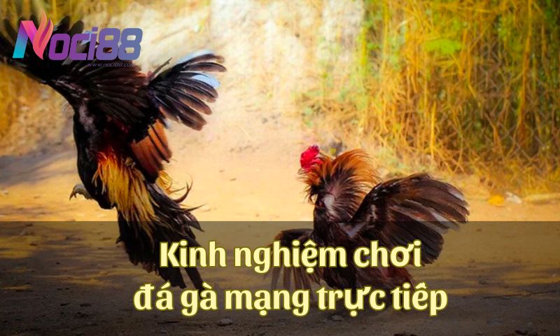 Khám phá kinh nghiệm chơi đá gà mạng trực tiếp bách trúng bách ăn 7 Kinh nghiệm chơi đá gà mạng trực tiếp siêu hay
