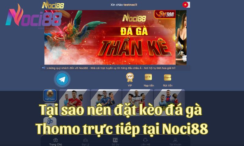 Tại sao nên đặt kèo đá gà thomo trực tiếp tại Noci88