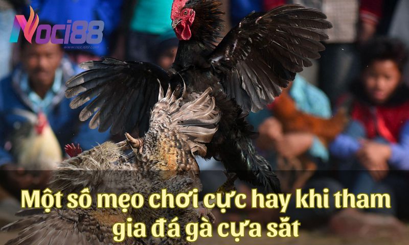 Một số mẹo chơi cực hay khi tham gia đặt cược đá gà cựa sắt