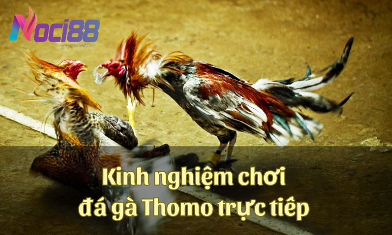 Kinh nghiệm chơi đá gà trên Thomo trực tiếp mà bạn nên nắm vững