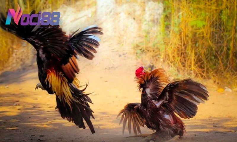 Đá gà Thomo trực tiếp trên Noci88