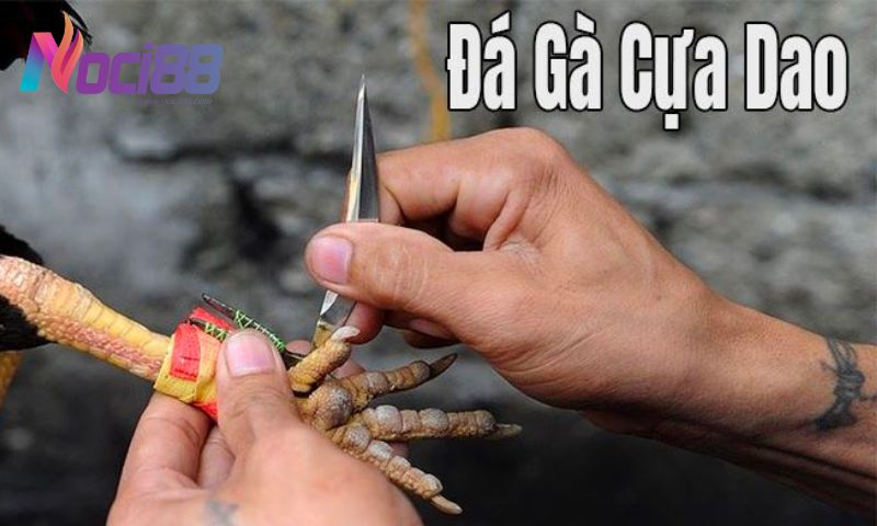 Đá gà cựa dao trên mạng tại Noci88