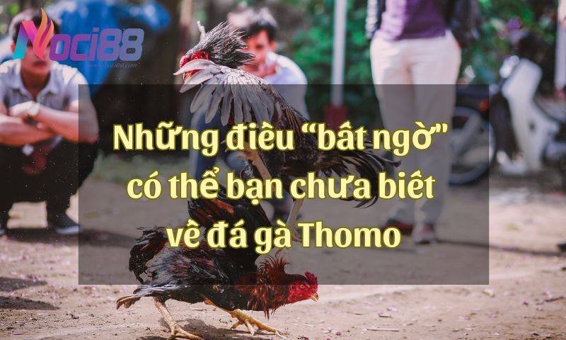 Đá gà Thomo là gì? Những điều “bất ngờ" có thể bạn chưa biết về đá gà Thomo 1 Đá gà Thomo là gì? Những điều “bất ngờ" có thể bạn chưa biết về đá gà Thomo